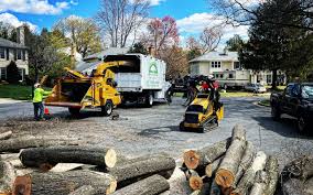 Best Fruit Tree Pruning  in Belmont, WI