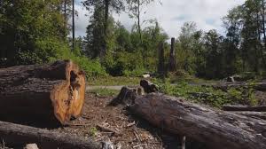 Best Tree Health Inspection  in Belmont, WI
