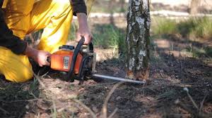 Best Grass Overseeding  in Belmont, WI