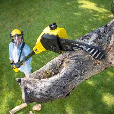 How Our Tree Care Process Works  in  Belmont, WI