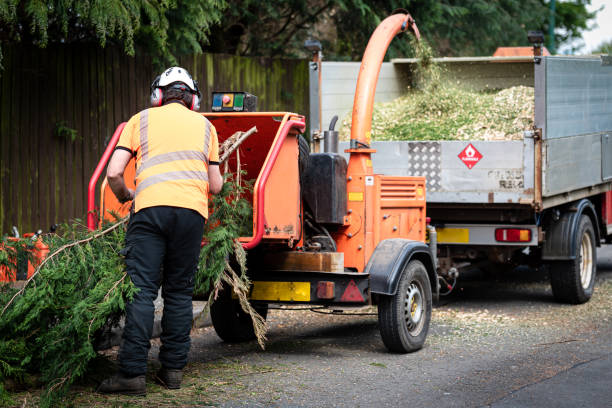 Best Hazardous Tree Removal  in Belmont, WI