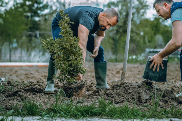 Best Aeration Services  in Belmont, WI