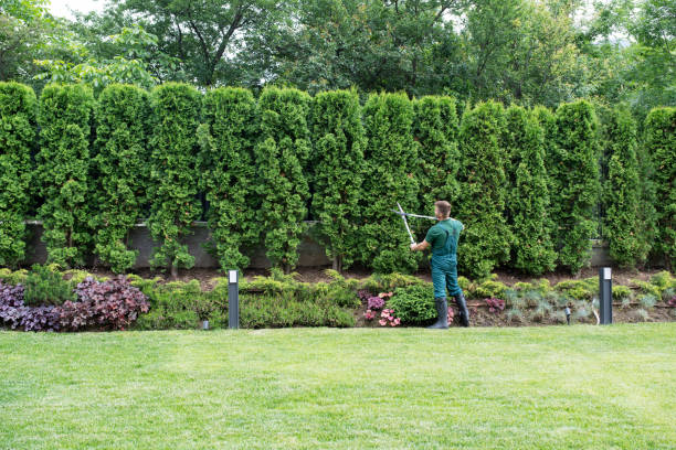 Best Root Management and Removal  in Belmont, WI