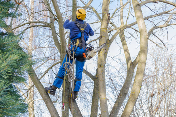 Best Seasonal Cleanup (Spring/Fall)  in Belmont, WI