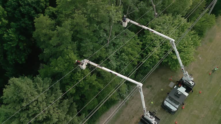 Professional Tree Services in Belmont, WI