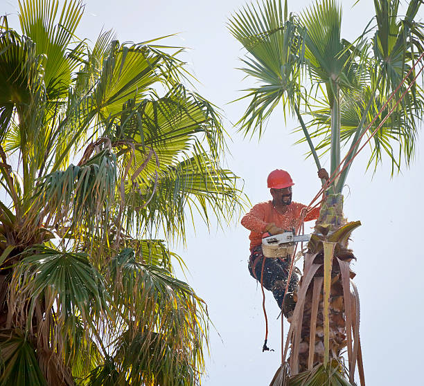 Best Tree Disease Treatment  in Belmont, WI