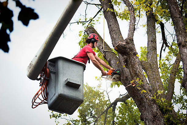 Best Tree Preservation Services  in Belmont, WI