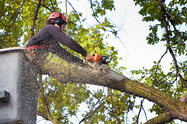 Best Tree Risk Assessment  in Belmont, WI