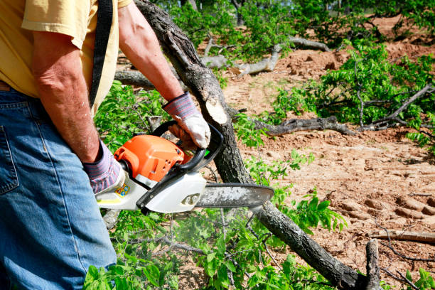 Best Hazardous Tree Removal  in Belmont, WI